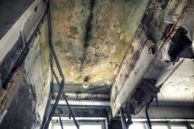 Why You Should Choose Our Mold Remediation Services in Rio Del Mar, CA